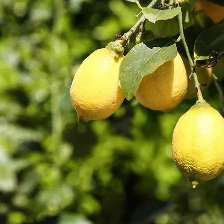 Σπίτι διακοπών Palazzo Altavilla *